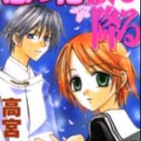  ����� Koi no Hana Chiru Furu <small>Story & Art</small> 